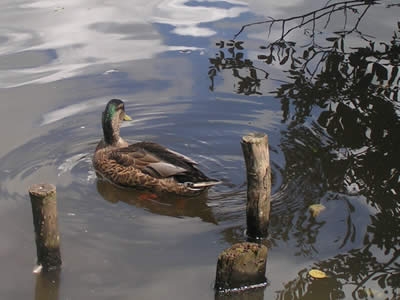 Photo Gallery Image - Waterfowl at the Nature Reserve