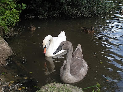 Photo Gallery Image - Swans at the Nature Reserve