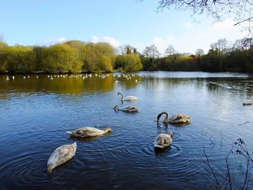 Photo Gallery Image - Par Duck Pond, St Andrew's Road, Par