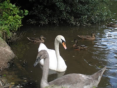 Photo Gallery Image - Swans by the shore at the Nature Reserve