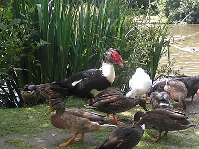 Photo Gallery Image - Waterfowl at the shore in the Nature Reserve