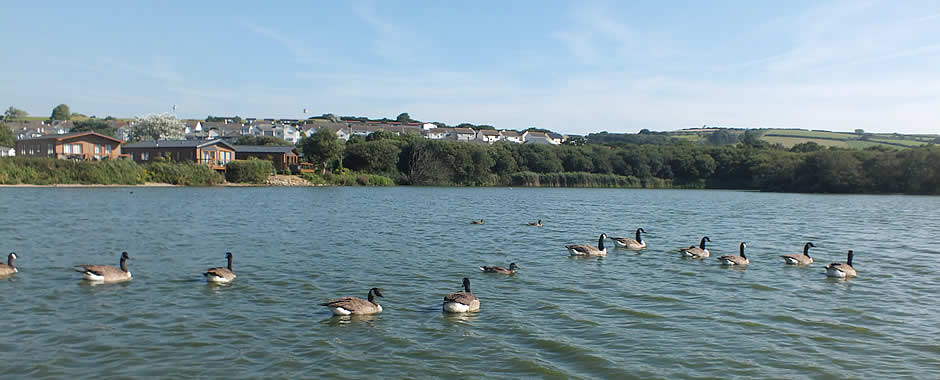 Ducks on the Par Nature Reserve
