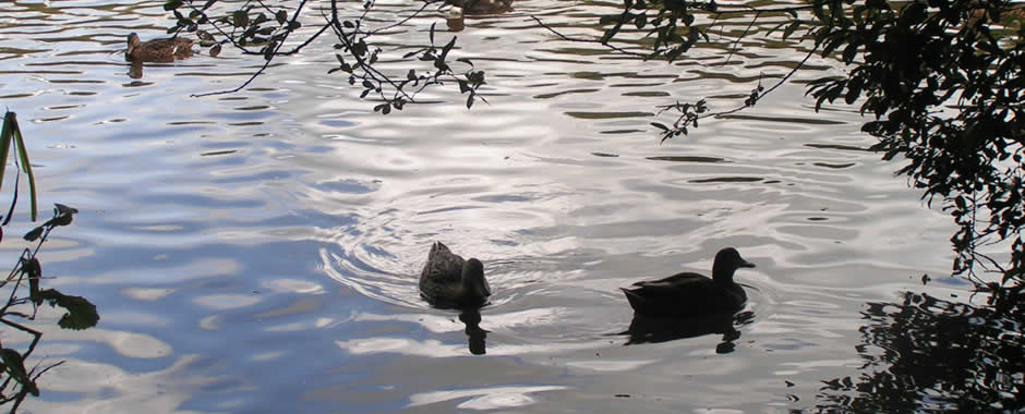 Wildlife at the Nature Reserve