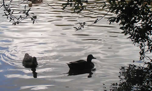 Wildlife at the Nature Reserve